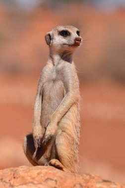 Kalahari çölündeki mirket Namibya kırmızı kum Afrika 'da. Yüksek kalite fotoğraf