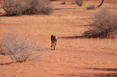 Çita kedisi Savannah Acinonyx Jubatus kum üzerinde yürüyor, Namibya Afrika. Yüksek kalite fotoğraf