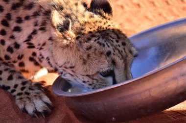 Çita kedi, kum üzerinde yürüyen Savannah Acinonyx jubatus içiyor Namibya Afrika. Yüksek kalite fotoğraf