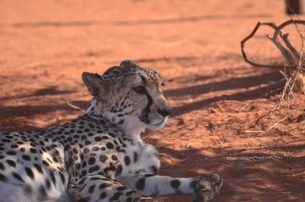 Gepardenkatze Savanne Acinonyx Jubatus Läuft Auf Sand Namibia Afrika Hochwertiges — Stockfoto