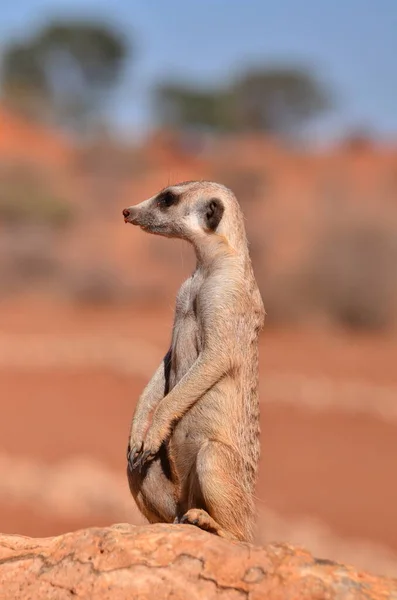 Meerkat Στην Έρημο Kalahari Ναμίμπια Κόκκινη Άμμος Αφρική Υψηλής Ποιότητας — Φωτογραφία Αρχείου