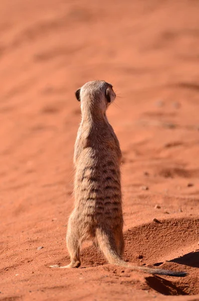 カラハリ砂漠のミーアキャットナミビア赤砂アフリカ 高品質の写真 — ストック写真