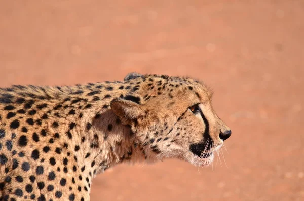 Gepardenkatze Savanne Acinonyx Jubatus Läuft Auf Sand Namibia Afrika Hochwertiges — Stockfoto