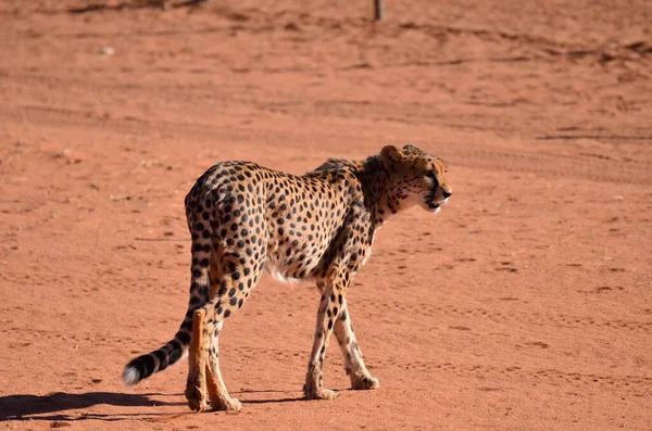Kucing Cheetah Savannah Jubatus Acinonyx Berjalan Pasir Namibia Afrika Foto — Stok Foto