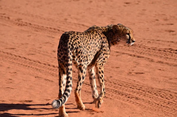 Cheetah Gato Savana Acinonyx Jubatus Andando Areia Namíbia África Foto — Fotografia de Stock