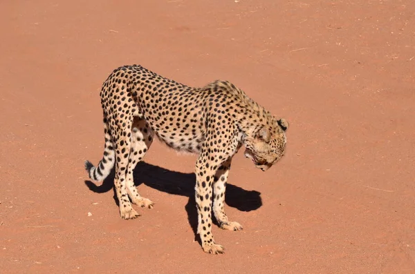Cheetah Kat Savanne Acinonyx Jubatus Wandelen Zand Namibië Afrika Hoge — Stockfoto