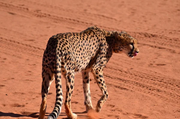 Cheetah Kat Savanne Acinonyx Jubatus Wandelen Zand Namibië Afrika Hoge — Stockfoto