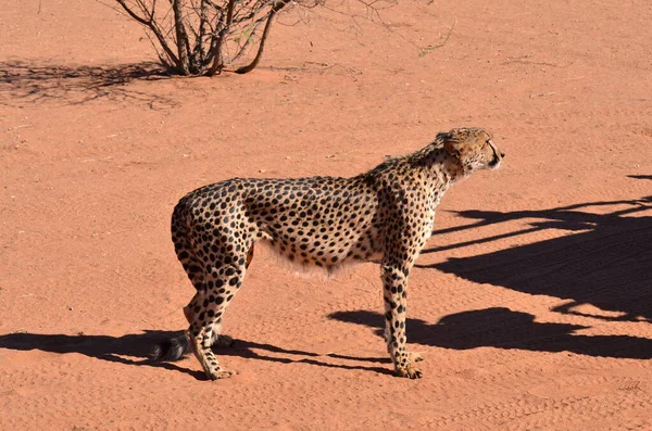 Гепард Кот Саванна Acinonyx Jubatus Ходить Песку Намибии Африки Высокое — стоковое фото
