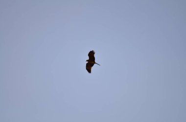 Milan kuşunun siyah uçurtması mavi gökyüzü Namibya Afrika 'sında. Yüksek kalite fotoğraf