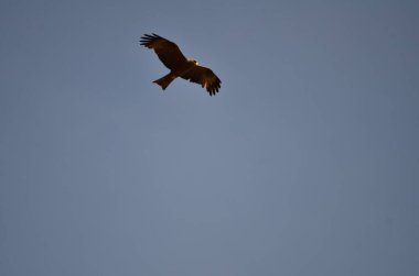 Milan kuşunun siyah uçurtması mavi gökyüzü Namibya Afrika 'sında. Yüksek kalite fotoğraf