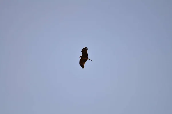 青い空のミラノの鳥黒凧ナミビアアフリカ 高品質の写真 — ストック写真