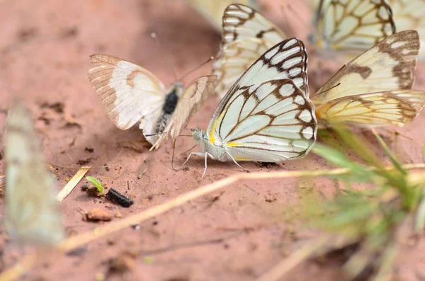 Belenois Aurota Brown White Butterfly Namibia Africa High Quality Photo — Stock Photo, Image