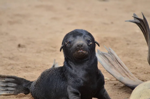 stock image Seal Toddler Portrait cape cross Seal reserve Namibia Africa . High quality photo