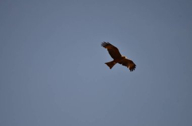 Milan kuşunun siyah uçurtması mavi gökyüzü Namibya Afrika 'sında. Yüksek kalite fotoğraf