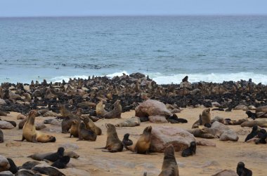 Cape Cross Namibya Afrika 'daki Seal Kolonisi. Yüksek kalite fotoğraf