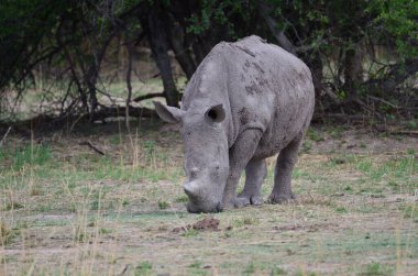 Savannah Namibya 'daki Genç Beyaz Gergedan Afrika Breitmaul Nashorn. Yüksek kalite fotoğraf