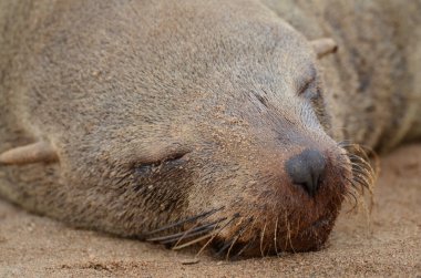 Cape Cross Namibya Afrika 'daki Seal Kolonisi. Yüksek kalite fotoğraf