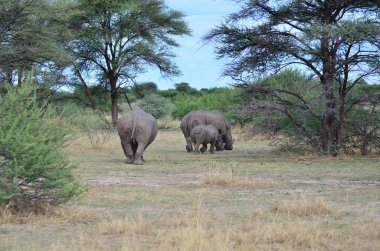 Savannah Namibya 'daki Beyaz Gergedan grubu Afrika Breitmaul Nashorn. Yüksek kalite fotoğraf