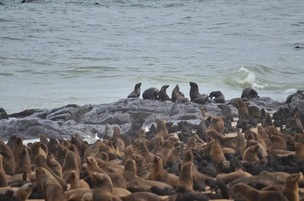 纳米比亚角的海豹群分布在非洲 高质量的照片 — 图库照片