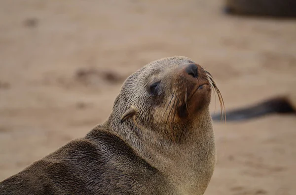 Seal Portrait Kapdurchquerung Seal Reserve Namibia Afrika Hochwertiges Foto — Stockfoto