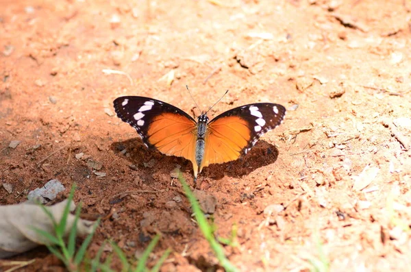 Mariposa Monarca Sobre Arena Roja Namibia África Naranja Negro Foto — Foto de Stock
