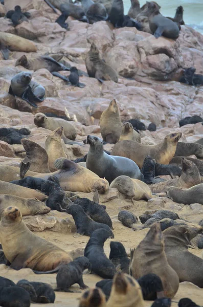 Cape Cross Namibya Afrika Daki Seal Kolonisi Yüksek Kalite Fotoğraf — Stok fotoğraf