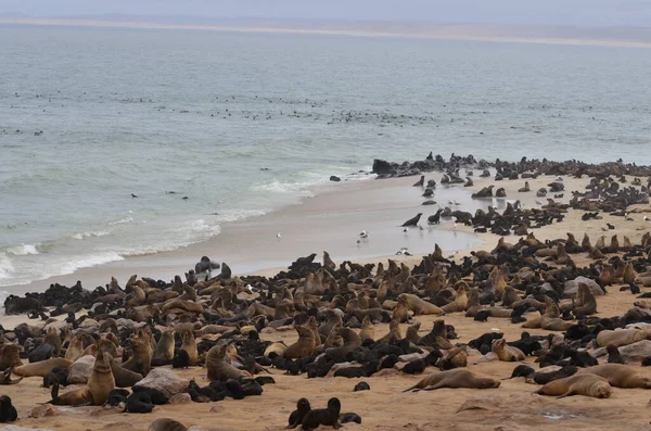 Robbenkolonie Kap Kreuz Namibia Afrika Hochwertiges Foto — Stockfoto