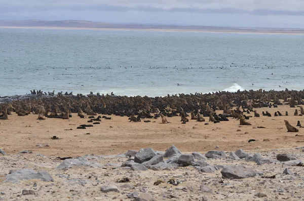 Колонія Тюленів Мисі Кросс Намібія Африка Фотографія Високої Якості — стокове фото