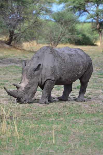 Rinoceronte Bianco Savana Namibia Africa Breitmaul Nashorn Foto Alta Qualità — Foto Stock
