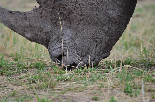 Rinocerul Alb Savana Namibia Africa Breitmaul Nashorn Fotografie Înaltă Calitate — Fotografie, imagine de stoc