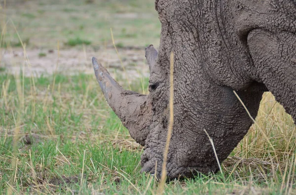 Rinocerul Alb Savana Namibia Africa Breitmaul Nashorn Fotografie Înaltă Calitate — Fotografie, imagine de stoc