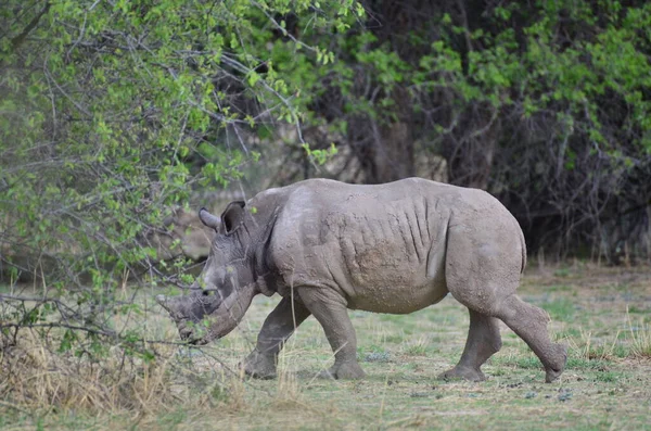 Jeune Rhinocéros Blanc Dans Savane Namibie Afrique Breitmaul Nashorn Photo — Photo