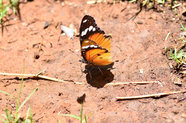 Papillon Monarque Sur Sable Rouge Namibie Afrique Orange Noir Photo — Photo