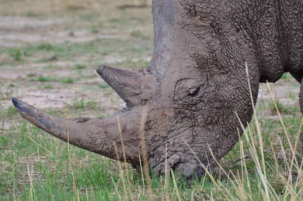 Rhino Blanc Dans Savane Namibie Afrique Breitmaul Nashorn Photo Haute — Photo