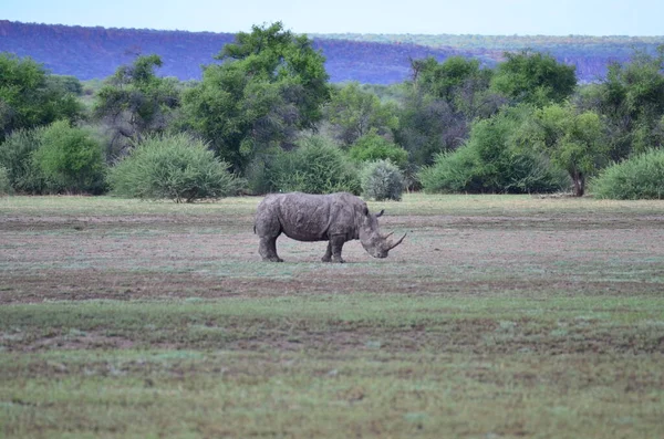 Белый Носорог Саванне Намибия Африка Брайтмоул Нашхорн Высокое Качество Фото — стоковое фото