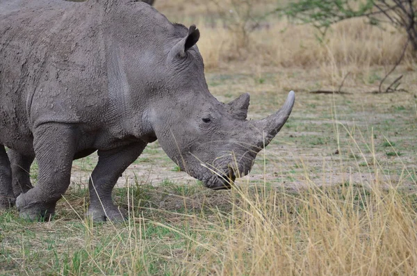 White Rhino Savannah Namibia Africa Breitmaul Nashorn High Quality Photo — Stock Photo, Image