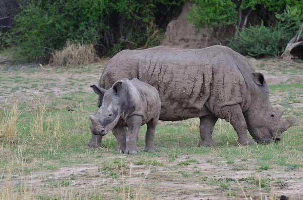 Rinoceronte Branco Savana Namíbia África Maul Nashorn Foto Alta Qualidade — Fotografia de Stock