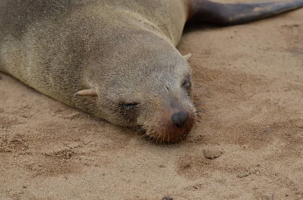 Koloni Seals Cape Cross Namibia Afrika Foto Berkualitas Tinggi — Stok Foto