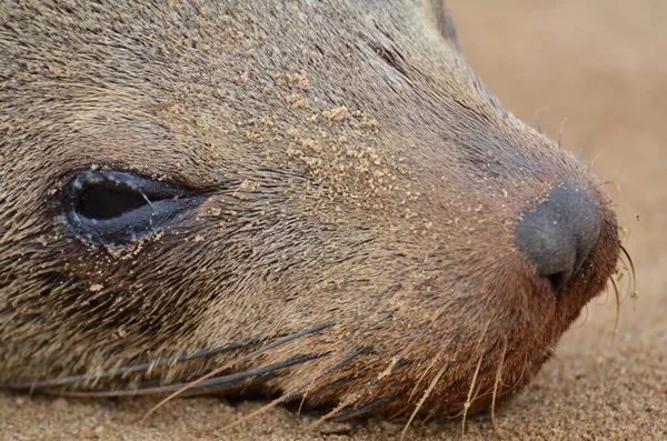 Zeehond Portret Cape Cross Seal Reserve Namibië Afrika Hoge Kwaliteit — Stockfoto