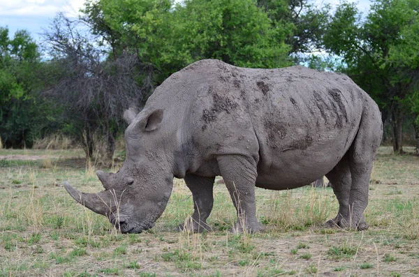 Rinoceronte Bianco Savana Namibia Africa Breitmaul Nashorn Foto Alta Qualità — Foto Stock