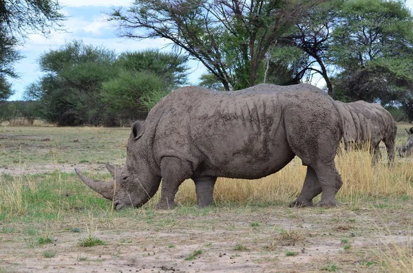 Белый Носорог Саванне Намибия Африка Брайтмоул Нашхорн Высокое Качество Фото — стоковое фото