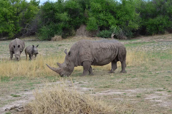 Rhino Blanc Dans Savane Namibie Afrique Breitmaul Nashorn Photo Haute — Photo
