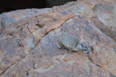 Namibya Çölü 'nde yaşayan Hyrax. Afrika' daki vahşi yaşam. Yüksek kalite fotoğraf