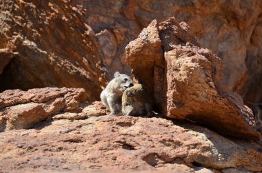 Namibya Çölü 'nde yaşayan Hyrax. Afrika' daki vahşi yaşam. Yüksek kalite fotoğraf