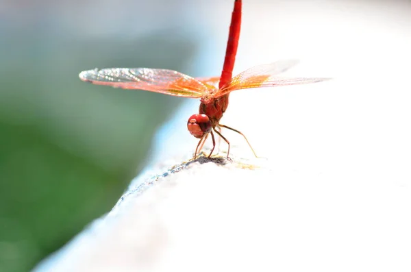 Red Dragon Fly with transparent orange wings Makro Namibia Africa. High quality photo