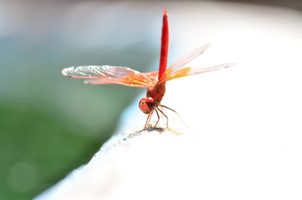 Red Dragon Fly Met Transparante Oranje Vleugels Makro Namibië Afrika — Stockfoto