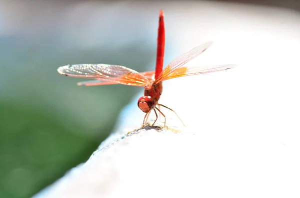 Rote Drachenfliege Mit Transparenten Orangen Flügeln Makro Namibia Afrika Hochwertiges — Stockfoto
