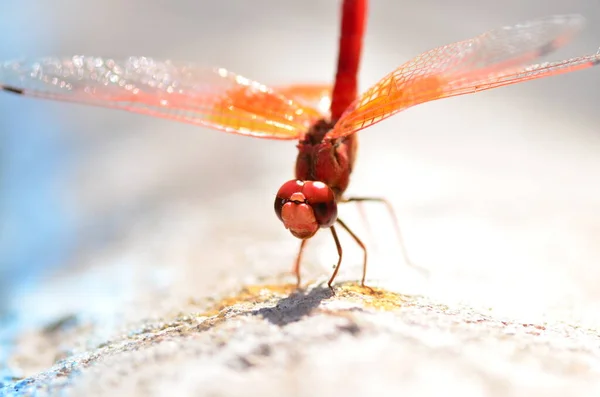 Red Dragon Fly with transparent orange wings Makro Namibia Africa. High quality photo