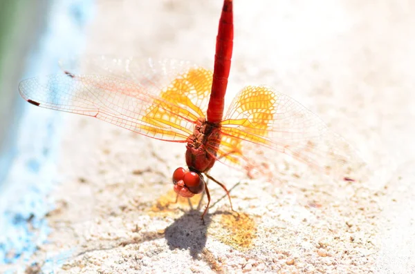 Red Dragon Flyga Med Transparent Orange Vingar Makro Namibia Afrika — Stockfoto