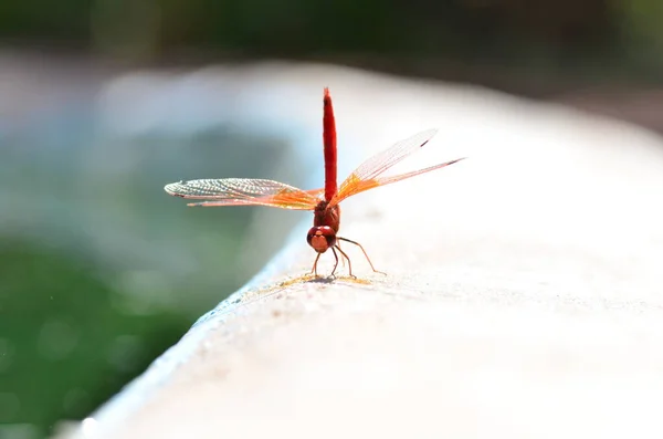 透明なオレンジ色の翼を持つ赤いドラゴンフライマクロナミビアアフリカ 高品質の写真 — ストック写真